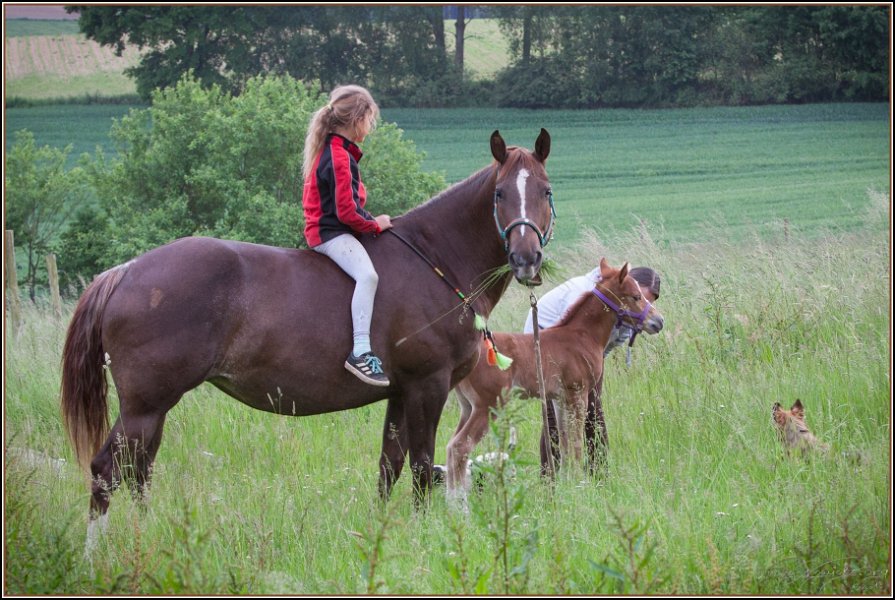 Asbach Fohlenshow 2014 050